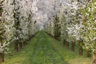  primavera cambiamenti e intelligenza emotiva 