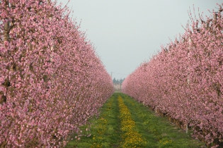 stanchezza sintomo di primavera