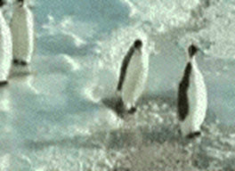 imparare a camminare da pinguino